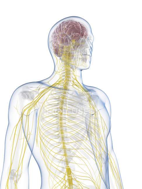 Людська нервова система — стокове фото