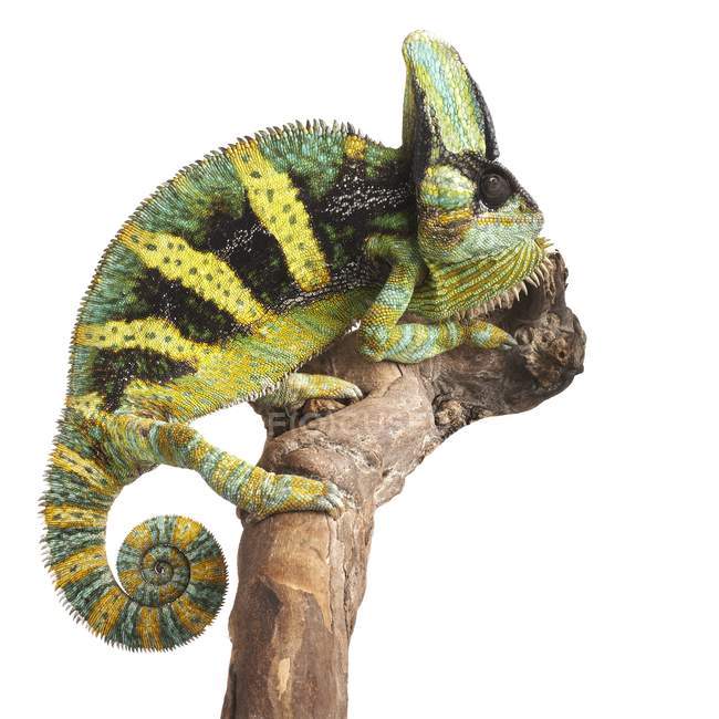 Veiled chameleon on tree branch — Stock Photo