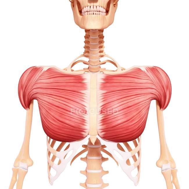 Musculature thoracique humaine — Photo de stock