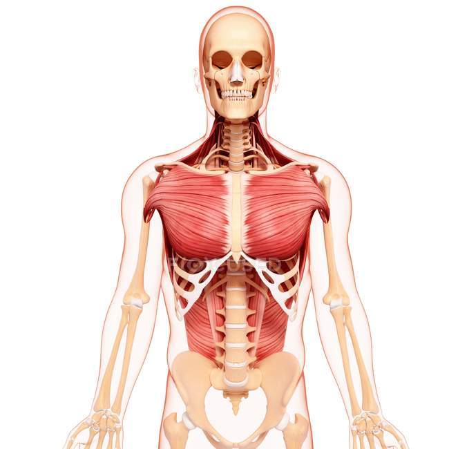 Мышцы груди человека — стоковое фото