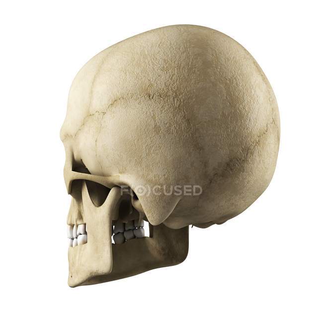 Visualización del cráneo humano - foto de stock