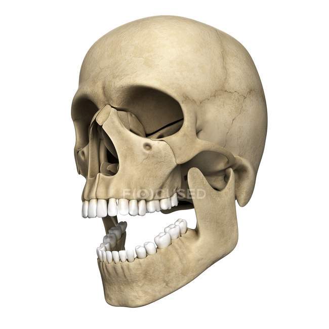 Reproduction visuelle du crâne humain — Photo de stock
