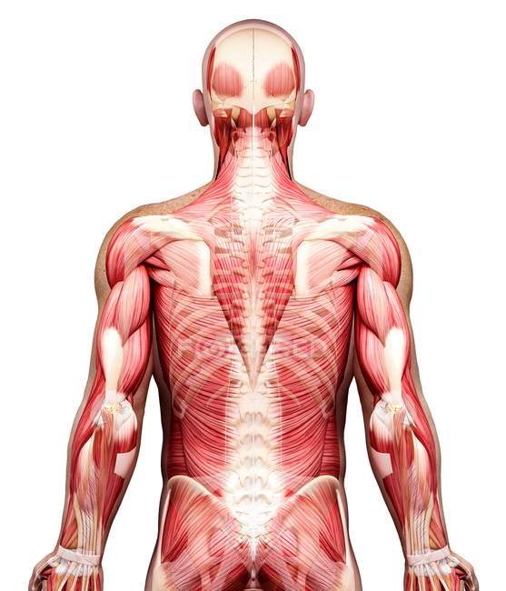 Вид сзади мужской мускулатуры — стоковое фото