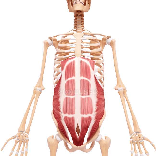 Musculatura del núcleo humano - foto de stock