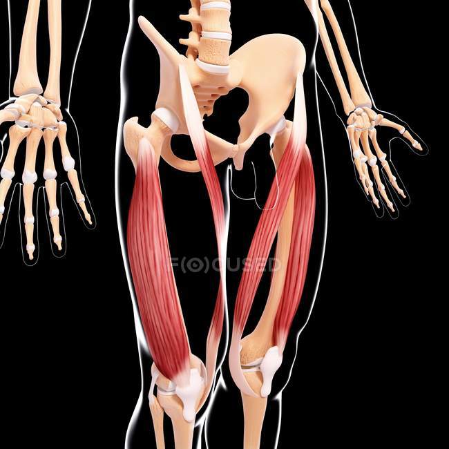 Muscolatura delle gambe umane — Foto stock