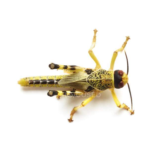 Semi-adult Locust — Stock Photo