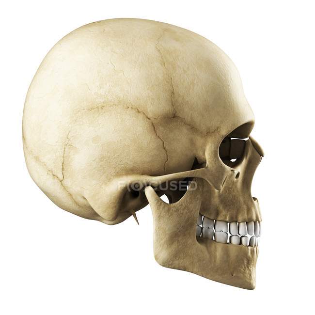 Rendering visivo del cranio umano — Foto stock