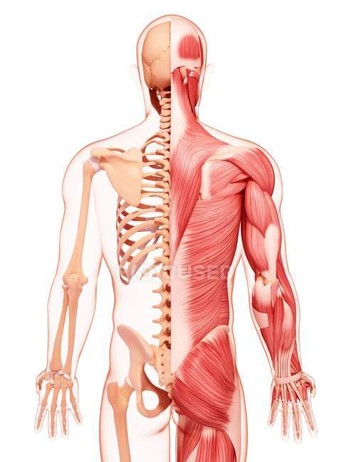 Menschliche Rückenmuskulatur — Stockfoto