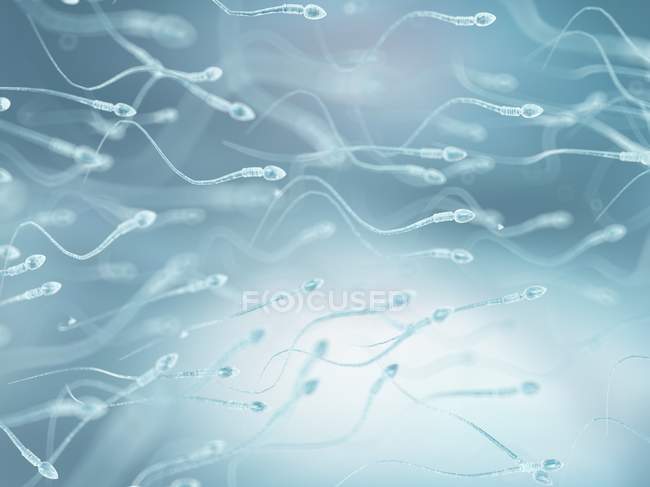 Espermatozóides humanos saudáveis — Fotografia de Stock