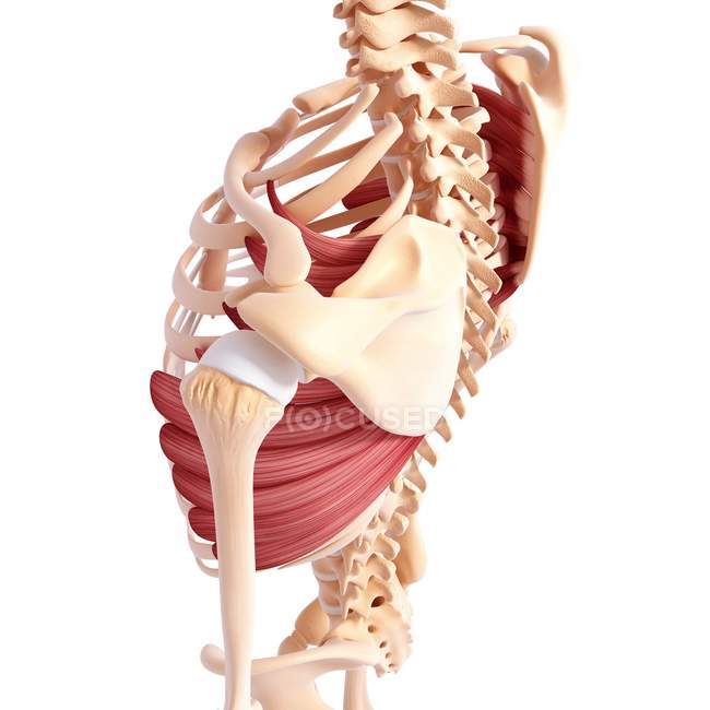Мышцы спины человека — стоковое фото