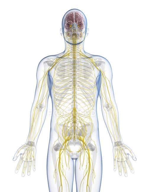 Sistema nervioso humano - foto de stock