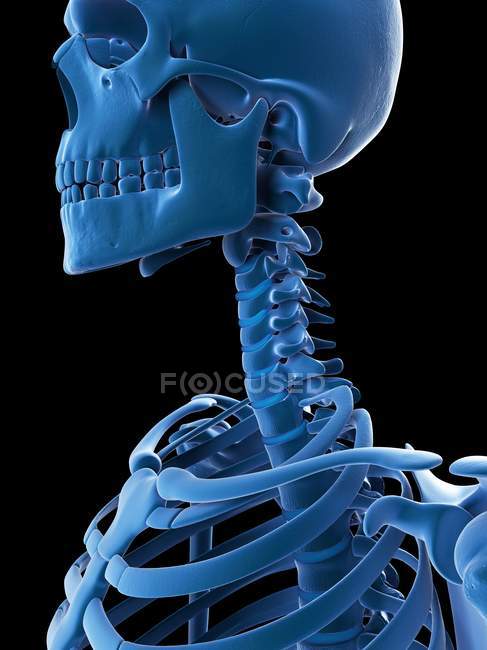 Cráneo y columna cervical - foto de stock