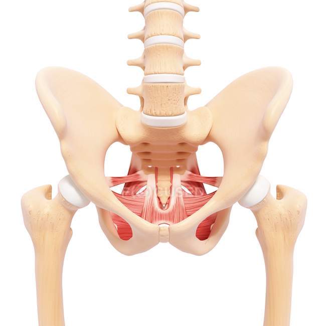 Human hip musculature — Stock Photo
