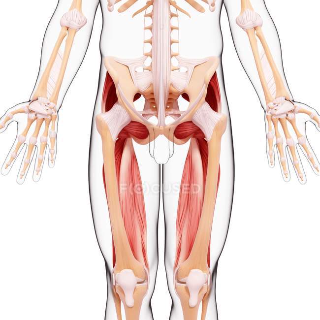 Musculatura das pernas humanas — Fotografia de Stock