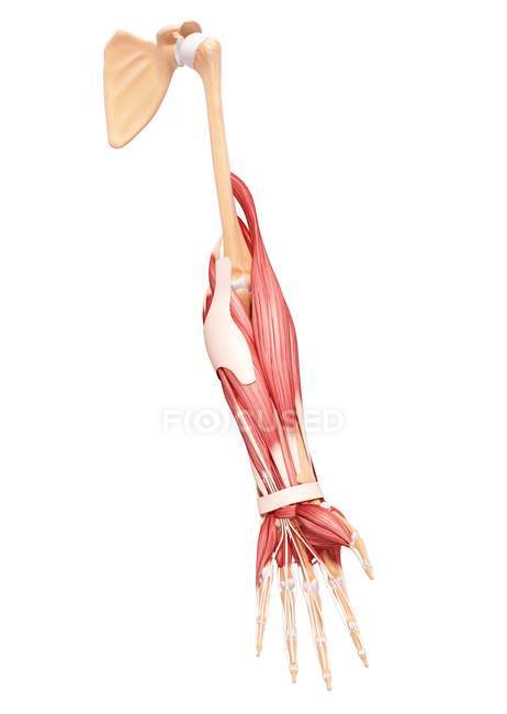 Human arm musculature — humerus, computer artwork - Stock Photo ...