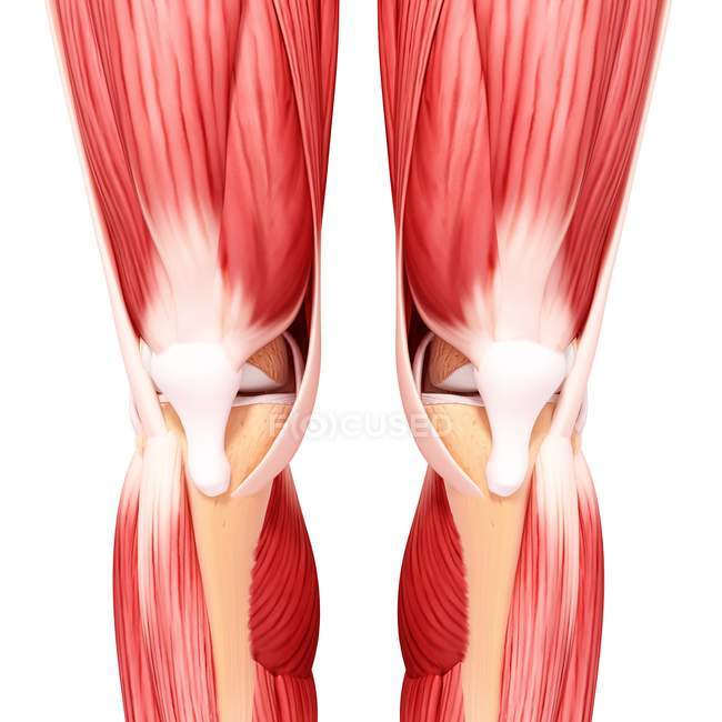 Leg musculature and knee caps — Stock Photo