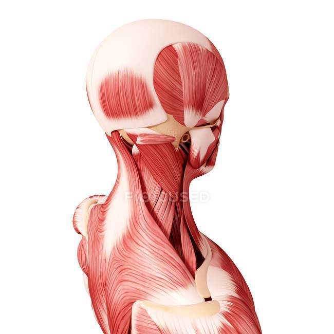 Мышцы головы человека — стоковое фото