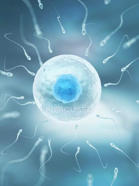 Processo di fecondazione ovarica e spermatica — Foto stock