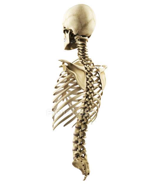 Torax, columna vertebral y cráneo - foto de stock
