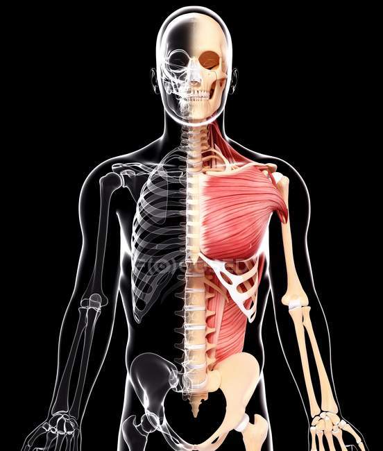 Front view of Human musculature — Stock Photo