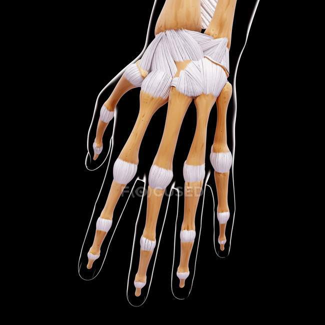 Hand bones structural anatomy — Stock Photo