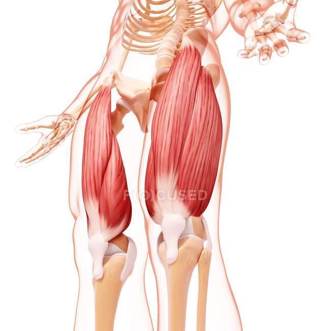 Musculatura de las piernas humanas - foto de stock