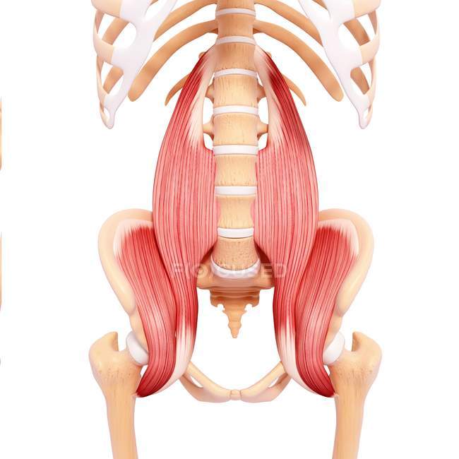 Human psoas major  musculature — Stock Photo