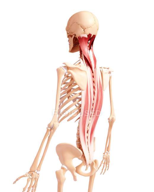 Musculatura dorsal humana - foto de stock