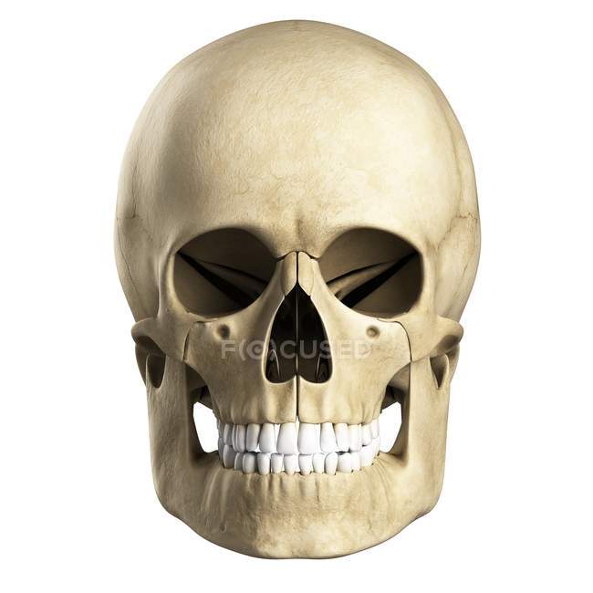 Visualización del cráneo humano - foto de stock