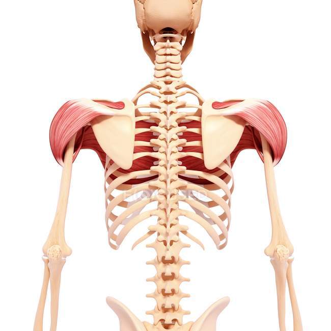 Musculatura do ombro humano — Fotografia de Stock