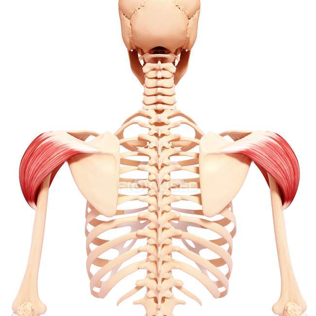 Плечевая мышца человека — стоковое фото
