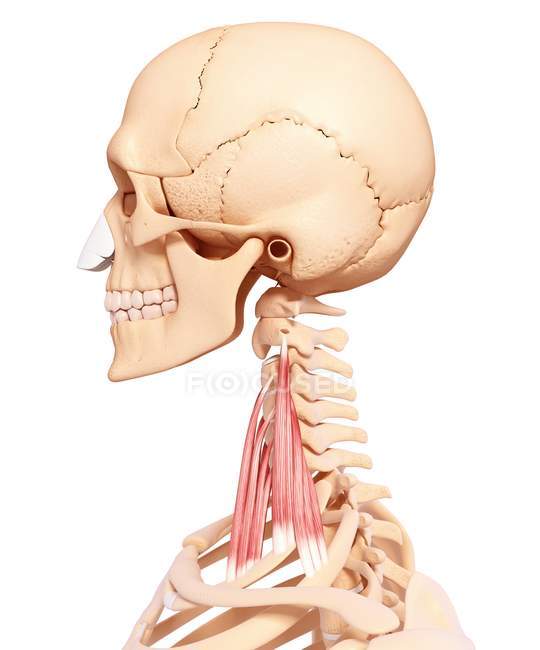 Musculatura del cuello humano - foto de stock