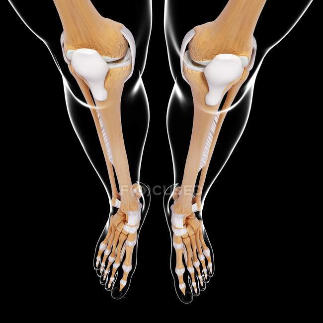 Кости нижней и нижней ног — стоковое фото