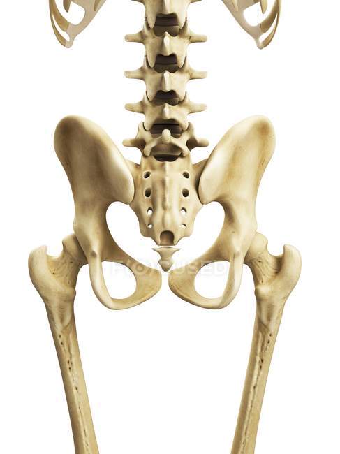 Rendering visivo delle ossa dell'anca — Foto stock