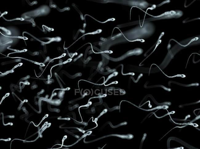Нормальные сперматозоиды человека — стоковое фото