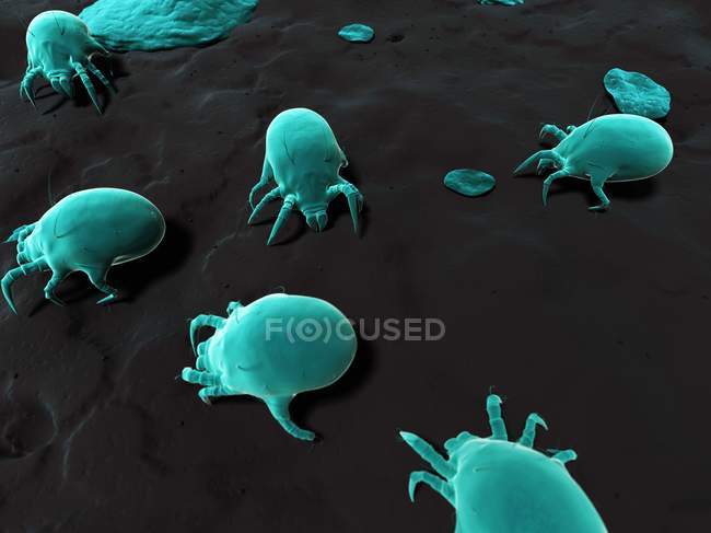 Microscópico ácaros del polvo en el suelo - foto de stock