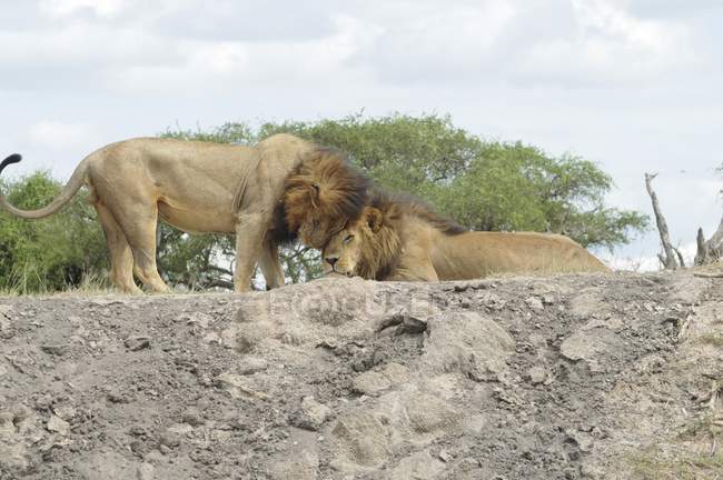 Lions rubbing heads in Tanzania savanna, Africa. — Stock Photo