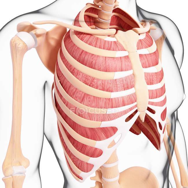 Musculatura intercostal humana — Fotografia de Stock