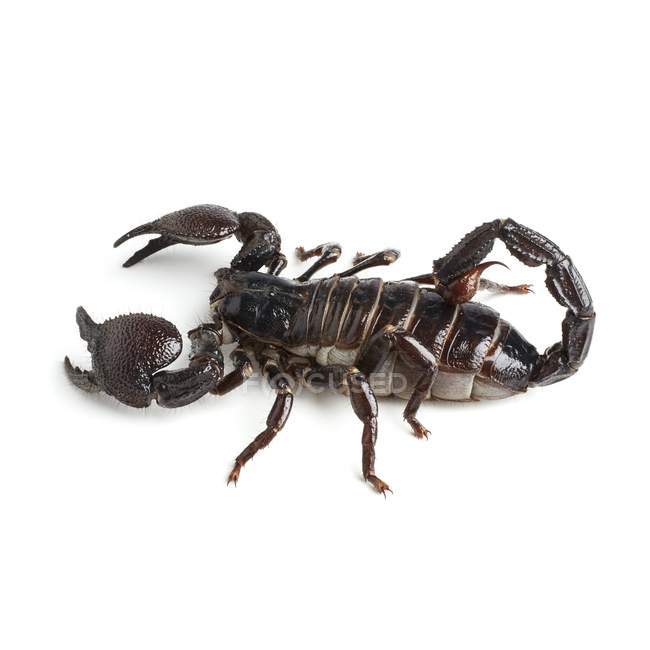 Imperador escorpião preto no fundo branco . — Fotografia de Stock