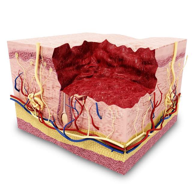 Visualización de la anatomía de la piel humana - foto de stock