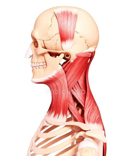 Musculature du cou humain — Photo de stock