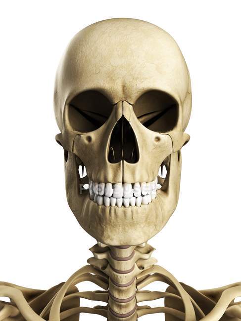 Rendering visivo del cranio umano — Foto stock