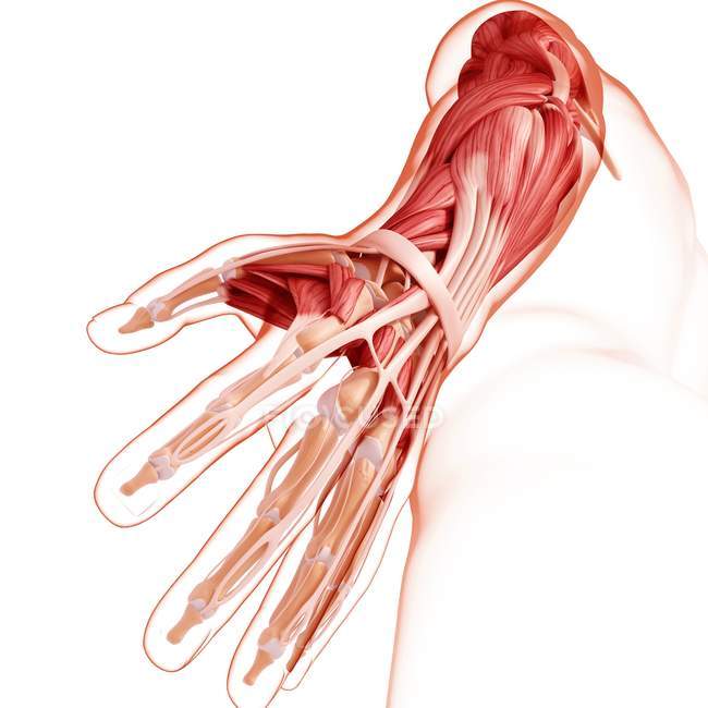 Musculatura do braço humano — Fotografia de Stock