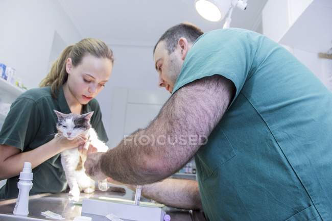 Vétérinaire examinant chat — Photo de stock