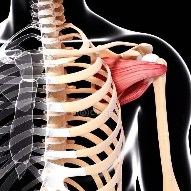 Musculature de l'épaule humaine — Photo de stock