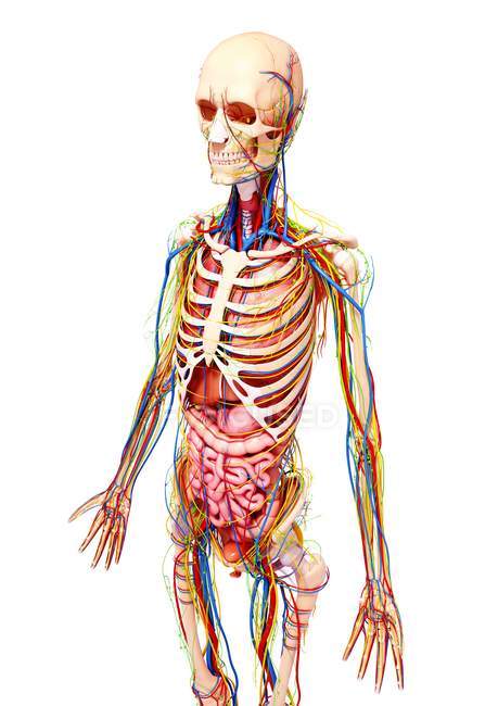 Anatomy and body systems of adult female — Stock Photo