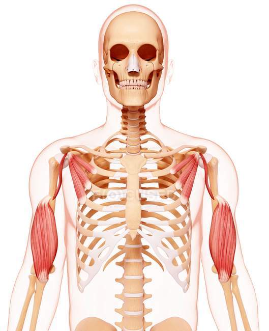 Musculature des bras humains — Photo de stock