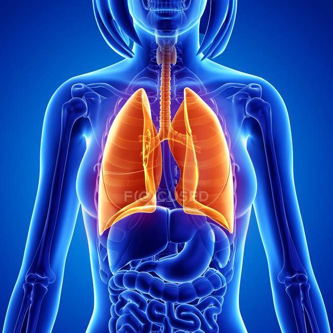 Anatomie féminine avec accent sur les poumons — Photo de stock