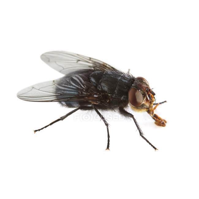 Взрослая синяя муха — стоковое фото