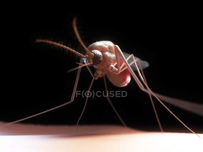 Mosquito femenino en la piel - foto de stock